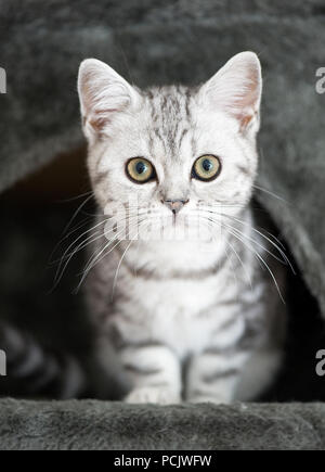 Die Britisch Kurzhaar Silber Tabby Kitten Stockfoto