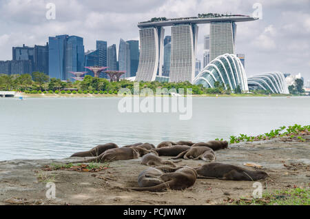 Familie von Otter beschmutzte, Nickerchen am Nachmittag in der Nähe von Garden durch die Bay East Garden. Otter nach und nach gesichtet in dicht besiedelten Gebiet. Stockfoto