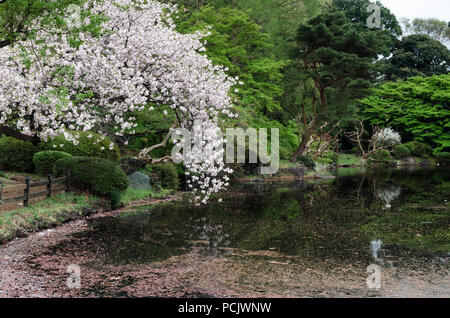 Schöner moment in Shinjuku Gyoen Park mit Cherry Blossom tree. Der Park ist einer der besten Plätze in der Stadt Kirschblüten im Frühling zu sehen Stockfoto