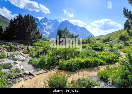 Frankreich, Hautes Alpes, Villar d'Arene, alpinen botanischen Garten von Lautaret, Plantes aus Sibirien (Iris siberica...) und Pyrenes, Meije Berg sein Stockfoto