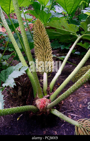 Riesige Gunnera base mit den dornigen Stiele und Blüten Stockfoto