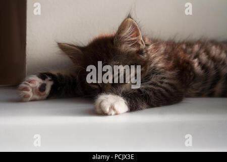 Kleine tabby Kitten schlafen in der Nähe der Fenster im Sommer Stockfoto