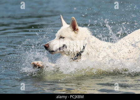 Weisser Schweizer Schäferhund durch Wasser springt mit einer Menge Spritzer, er ist glücklich in den Rhein an einem heißen Sommertag zu spielen, Deutschland Stockfoto