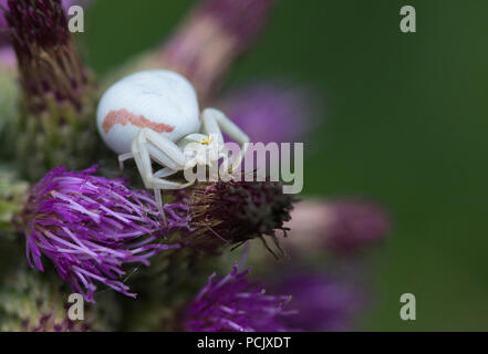 Crab spider (Misumena vatia), erwachsene Frau auf Thistle Stockfoto