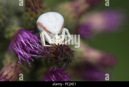 Crab spider (Misumena vatia), erwachsene Frau auf Thistle Stockfoto