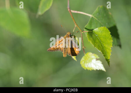 Große skipper (Ochlodes venatus) auf Silver Birch leaf Stockfoto