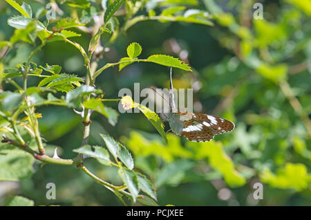 White Admiral (Limenitis camilla), hinterleuchtet, Unterseite der Erwachsenen. Stockfoto