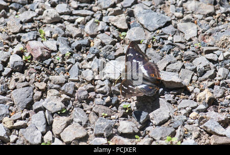 Lila Kaiser (Colias Iris), Oberseite der männlichen Stockfoto