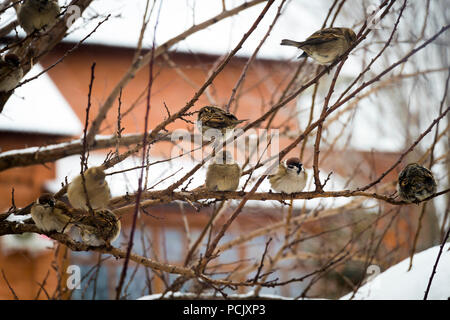 Sparrow auf Zweige von Sträuchern. Winter Woche für Spatzen. Stockfoto