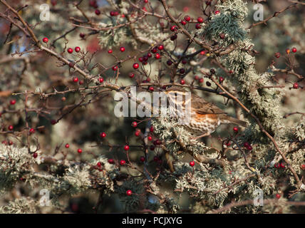 Redwing, Turdus iliacus, Alleinstehenden hocken in Hawthorn tree. Oktober getroffen. Insel Islay, Argyll, Schottland, Großbritannien. Stockfoto