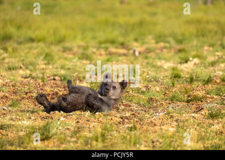 Brown bear Cub liegen auf der Rückseite im Feld Stockfoto