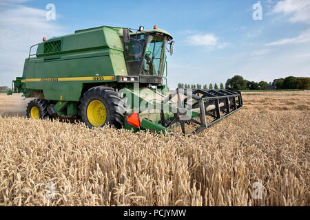 Grün kombinieren durstig das Korn vom Feld. Als ein Ergebnis, das Erntegut gemäht, gedroschen und das Saatgut in einem Arbeitsgang gereinigt wird Stockfoto