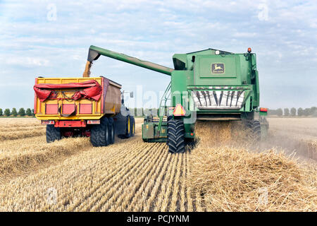 Grüne Mähdrescher entlädt Weizen in den Traktor mit Dump Truck während der Fahrt. Das Stroh übrig von der Mahd fällt vom Mähdrescher auf die f Stockfoto