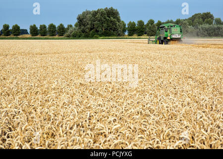 Grün kombinieren durstig das Korn vom Feld. Als ein Ergebnis, das Erntegut gemäht, gedroschen und das Saatgut in einem Arbeitsgang gereinigt wird Stockfoto