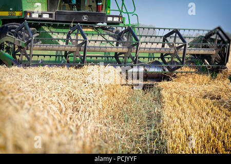 Grün kombinieren durstig das Korn vom Feld. Als ein Ergebnis, das Erntegut gemäht, gedroschen und das Saatgut in einem Arbeitsgang gereinigt wird Stockfoto