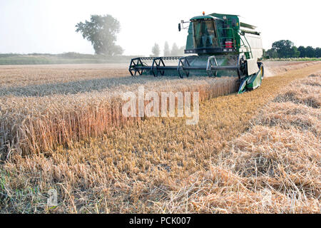 Grün kombinieren durstig das Korn vom Feld. Als ein Ergebnis, das Erntegut gemäht, gedroschen und das Saatgut in einem Arbeitsgang gereinigt wird Stockfoto