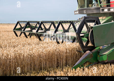 Grün kombinieren durstig das Korn vom Feld. Als ein Ergebnis, das Erntegut gemäht, gedroschen und das Saatgut in einem Arbeitsgang gereinigt wird Stockfoto