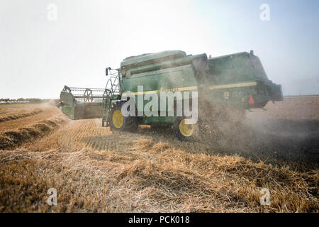 Grün kombinieren durstig das Korn vom Feld. Als ein Ergebnis, das Erntegut gemäht, gedroschen und das Saatgut in einem Arbeitsgang gereinigt wird Stockfoto