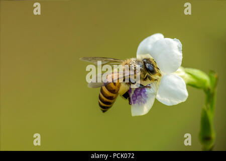 In der Nähe von Biene, Biene, Wespe, Hoverfly Stockfoto