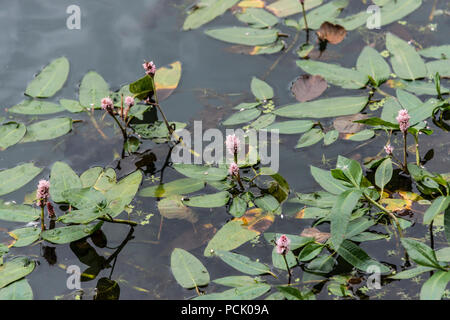 Amphibische bistort (persicaria Amphibia) in Blume Stockfoto