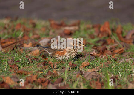 Redwing, Turdus iliacus, Alleinstehenden stehen auf Gras. Januar berücksichtigt. Lea Valley, Essex, Großbritannien. Stockfoto