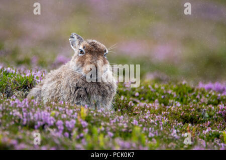 Schneehase (Lepus timidus) im Sommer Fell sitzen auf Heidekraut bewachsene Hügel im Regen Stockfoto