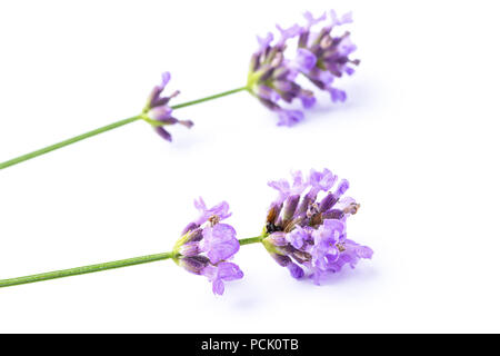 Zwei Zweige Lavendel auf weißem Hintergrund Stockfoto