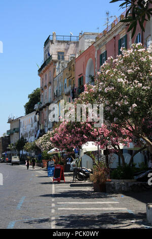 Blühende Bäume neben der Hauptstraße auf Procida, Italien, mit den lebhaft bunten Häuser in verschiedenen Pastelltönen im Hintergrund gemalt Stockfoto