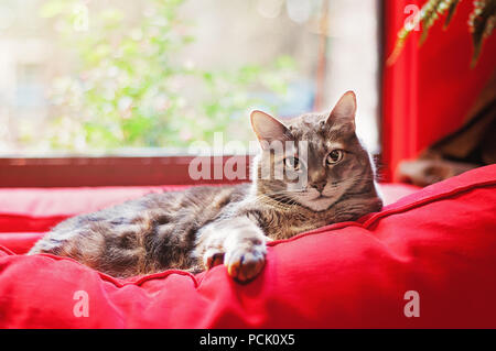 Tabby Cat Faulenzen auf dem roten Kissen vor dem Fensterbrett in einem Haus Suchen in die Kamera Stockfoto