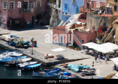 Seagull rasant über die Promenade von Corricella auf Procida, Golfo di Napoli, Italien Stockfoto