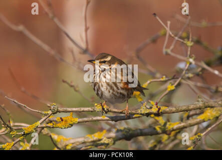 Redwing, Turdus iliacus, Alleinstehenden hocken im Baum. Lea Valley, Essex, Großbritannien. Stockfoto