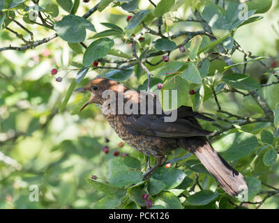 Amsel, Turdus merula, einzelne Jugendliche Aufruf von Amelanchier canadensis Baum. Worcestershire, Großbritannien. Stockfoto