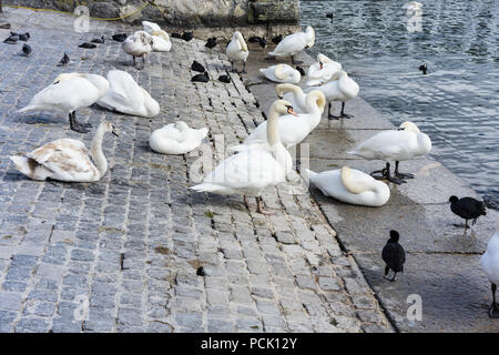Mehrere White Swan Herde auf dem Lake Shore mit Wasser Stockfoto