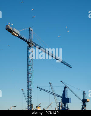 Krane und seaguls Stockfoto