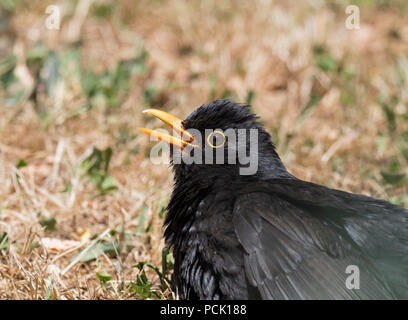 Amsel, Turdus merula, Portrait von einzelnen erwachsenen männlichen Sonnen bei heißem Wetter. Worcestershire, Großbritannien. Stockfoto