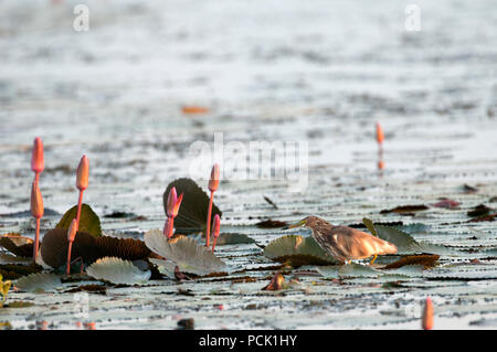 Chinesische Pound-Heron, Erwachsene nicht-Zucht in rosa Seerosen (ardeola Bacchus), Thailand Crabier chinois Stockfoto