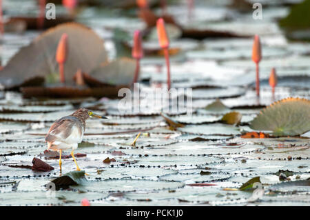 Chinesische Pound-Heron, Erwachsene nicht-Zucht in rosa Seerosen (ardeola Bacchus), Thailand Crabier chinois Stockfoto