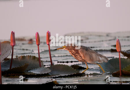 Chinesische Pound-Heron, Erwachsene in rosa Seerosen (ardeola Bacchus), Thailand Crabier chinois Stockfoto