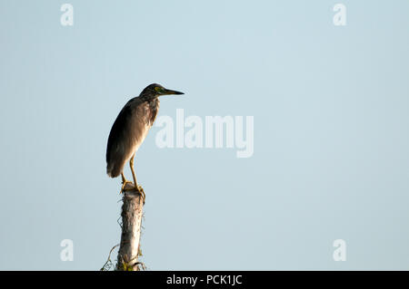 Chinesische Pound-Heron, Erwachsene nicht-Zucht (ardeola Bacchus), Thailand Crabier chinois Stockfoto