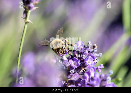 Die westliche Honigbiene (Apis mellifera) auf Lavendel Stockfoto