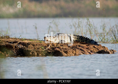 Siamesische Krokodil (Crocodylus siamensis), Thailand Krokodil du Siam Stockfoto