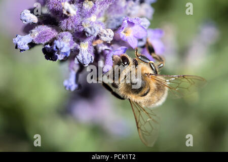 Die westliche Honigbiene (Apis mellifera) auf Lavendel Stockfoto