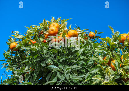 Orangen im Baum. j Stockfoto