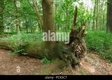 Leben Nach Dem Tod: - ein Baum, der durch einen umgestürzten Baum in einem Wald in Leeds, West Yorkshire gewachsen ist Stockfoto