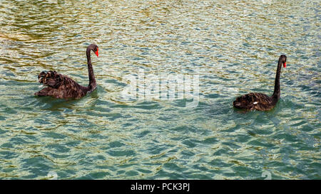 Schwarze Schwäne auf dem See Stockfoto