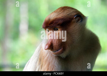 Close-up Portrait Junge weibliche Rüssel Nase monkey Sabah Borneo Malaysia Föderation Stockfoto