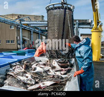 Entladen von Fisch: frisch gefangenen Heilbutt drop von der Unterseite eines Transportkorb Nach dem Kran von einem Fischerboot an einem Dock in Alaska gehisst wird. Stockfoto