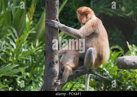 Mutter und Jungtiere Nasenaffen im Baum Sabah Borneo Malaysia Föderation Stockfoto