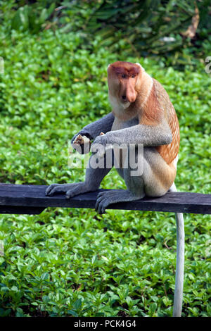 Proboscis monkey Labuk Bay Sabah Borneo Malaysia Föderation Stockfoto