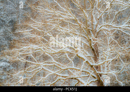 Schnee auf Zweigen des Baumes, Great Smoky Mountains NP, TN, USA, von Bill Lea/Dembinsky Foto Assoc Stockfoto